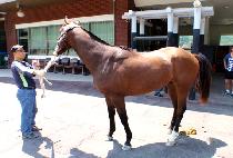 �Ƹ޸�ĭ�����̹� (AMERICAN REVIVAL) ����