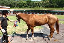 ���������� (JOLIE��S RUNNER) ����