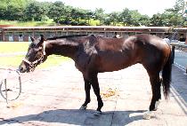 Ȩ����� (HOME FOR DINNER) ����