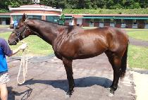 ġġ���� (CHICHI RUNNER) ����