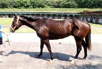 ��츮�����̹� (HEAVENLY SURVIVOR) ����