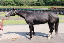 �Ǻ��� (PPOPPAI) ����