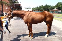 SING SING CAT picture