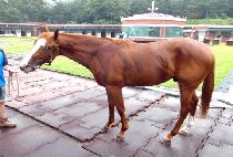 ��󺸱��� (BRAVO GUNDAN) ����