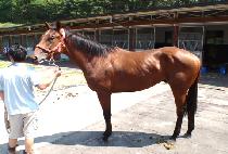 ��ȣĹ (YAHO CAT) ����