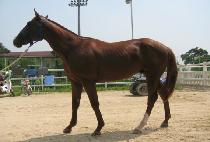 ��ų������ (TEQUILAS�� LAW) ����