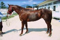 �����س�� (SOUTHERNNNOTHERN) ����