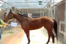 ������� (GOLD TOPPER) ����