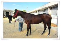 �귯�������� (RULER OF THE GOLD) ����