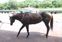 Ž���� (TAMNADONGJEONG) ����