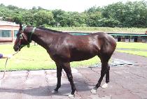 ī��Ƽ�� (COUNTY SONG) ����