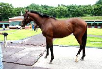 ��ĳó������ (UNCATCHABLE RUNNER) ����