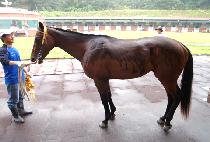 ������ġ (DONA PUNCH) ����