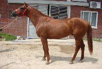 ����õ�� (DONGBANG CHEONHA) ����