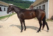 �ʷ���� (CHOROK HYANGGI) ����