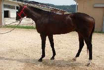 ��ٿ��̽� (VIVA ACE) ����