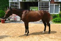 �����︮�� (SUPER HELIA) ����