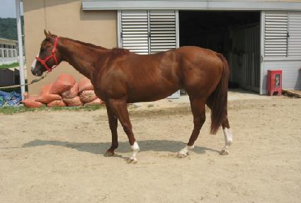 ���̾��Ÿ ����