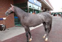 ���� (MOBY D) ����