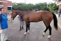 �����ǵι��� (A.P. DUBAI) ����