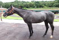 ������ (THUNDERBOOM) ����