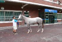 �ڸ��Ⱥ�Ʈ (KOREAN BOLT) ����