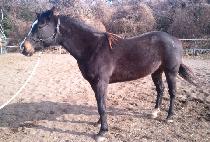 ROYALE SCENE picture