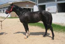 �̽��ͳ��� (MR. NABI) ����