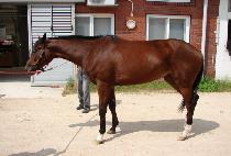 ��Ŀ���� (SCUD QUEEN) ����