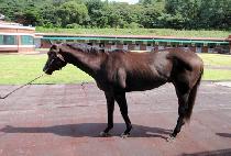 ��ȣ���� (BAEKHOMUJEOK) ����