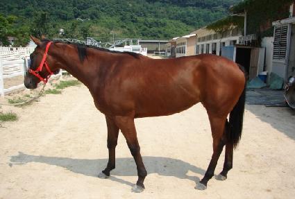 ����������� ����