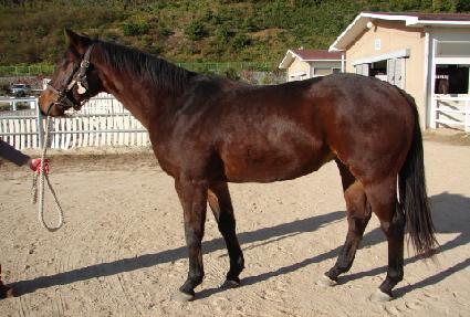 Ž��Ȳ�� ����