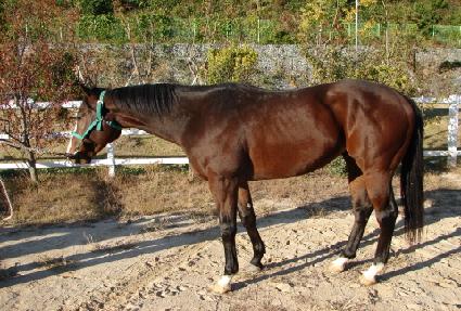 �������ͽ�����ũ ����