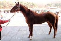 ���͸޸��� (SHANNON MEMORIES) ����