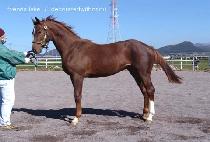 �鷹�� (TOP LEVEL) ����