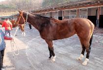 ��õ���� (INCHEON JEONCHA) ����