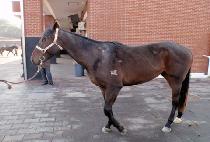 ��� (GYEONGSON) ����