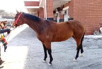 �ֻ��ǰ (CHOESANG MYEONGPUM) ����