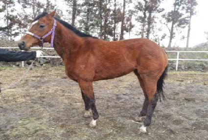 ���������̵� ����