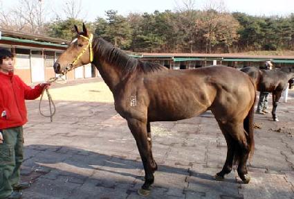 ���̾��н�Ʈ ����