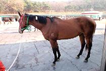 ���������� (BLING MABEOPSA) ����