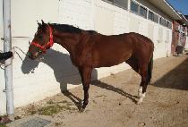 �����׹� (MUSEON HANGBEOP) ����