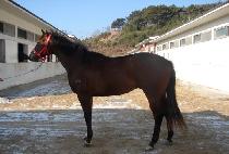 ��ﺼƮ (SAMSAM BOLT) ����