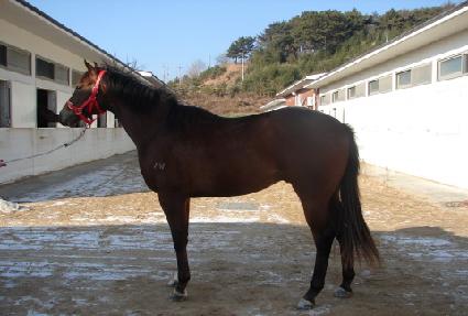 ��ﺼƮ ����