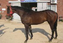 �������� (NAMDO MUSSANG) ����