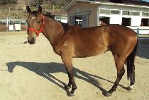 ��â��� (HANCHANG DAERO) ����