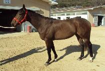 �����ô� (JEONSEONG SIDAE) ����