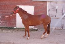 �ض����� (GEUNGNAK SEGYE) ����