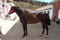 ��Ƽ��� (CITY GOLD) ����