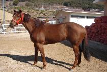 �������� (SEOBU JEONSEON) ����